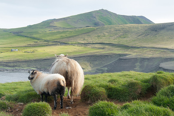 Icelandic sheep enjoying the view on Heimaey Island