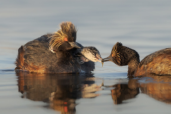Eared Grebes, parent feeding chick