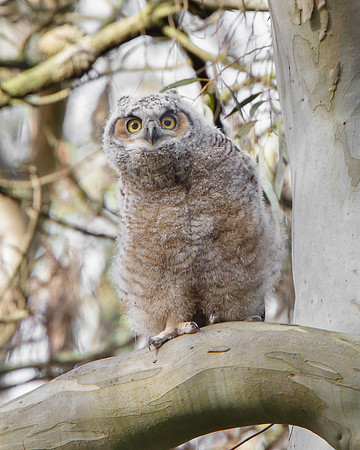 Great Horned Owl