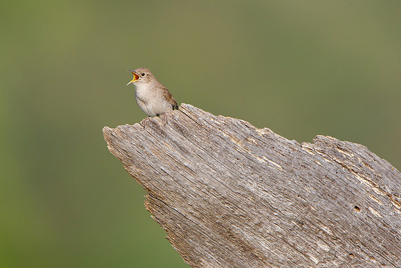 House Wren