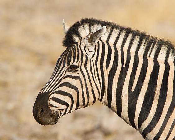Burchell's Zebra