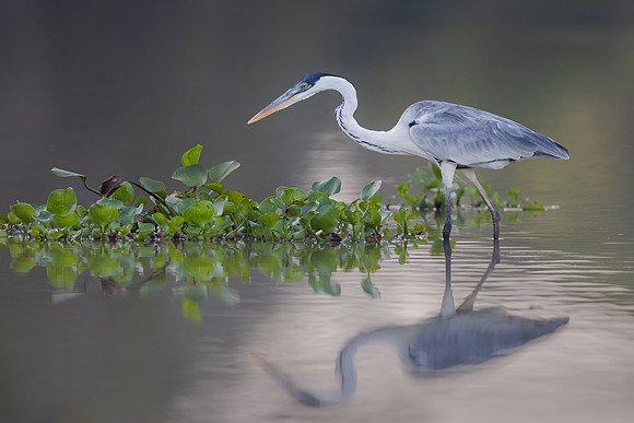 Cocoi Heron