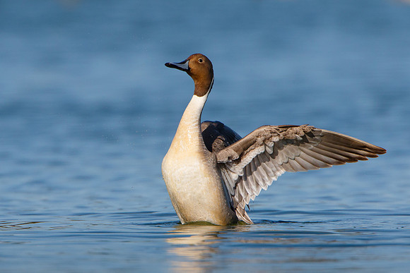 Northern Pintail