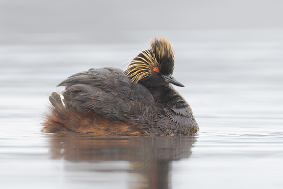 Eared Grebe