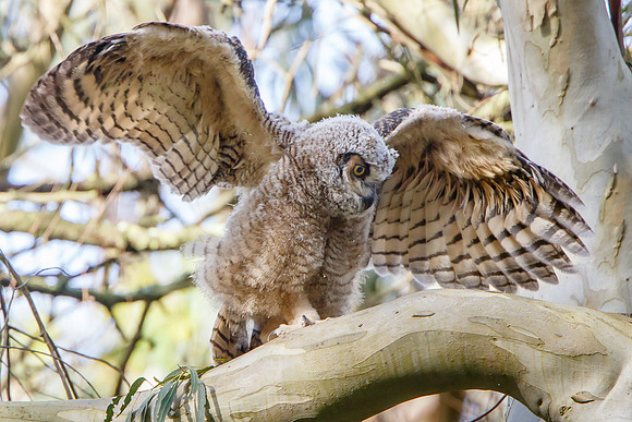 Great Horned Owl