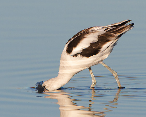 American Avocet, feeding