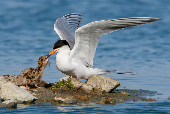 Forster's Terns, parent feeding chick