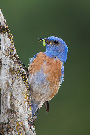 Western Bluebird with food