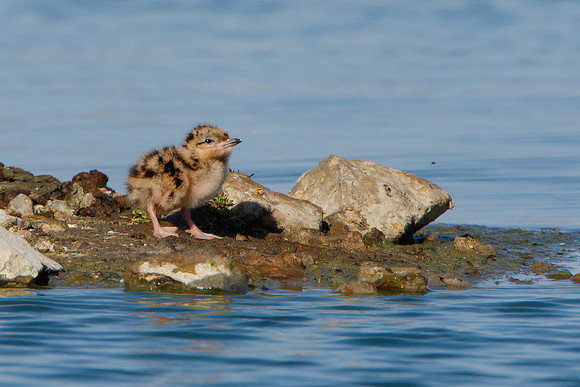 Forster's Tern, chick