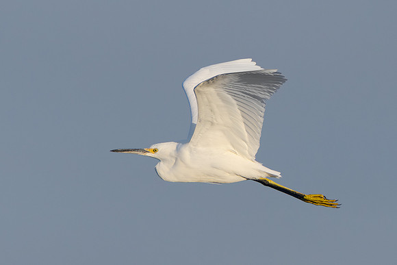 Snowy Egret