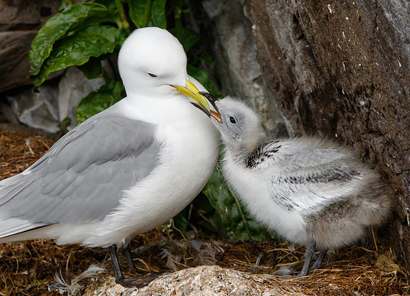 Black-legged Kittiwake, with begging chick