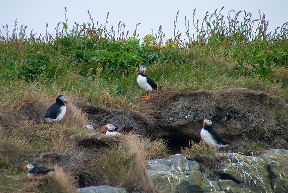 Atlantic Puffins near their burrows in hillside at Dyrhólaey