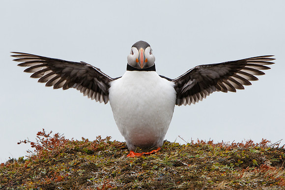 Atlantic Puffin