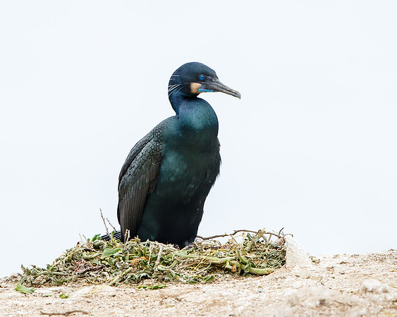 Brandt's Cormorant, at nest