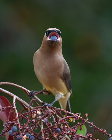 Cedar Waxwing