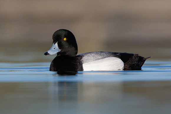 Greater Scaup