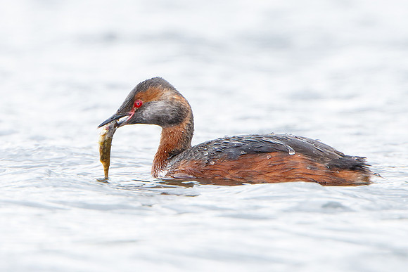 Horned Grebe, with fish