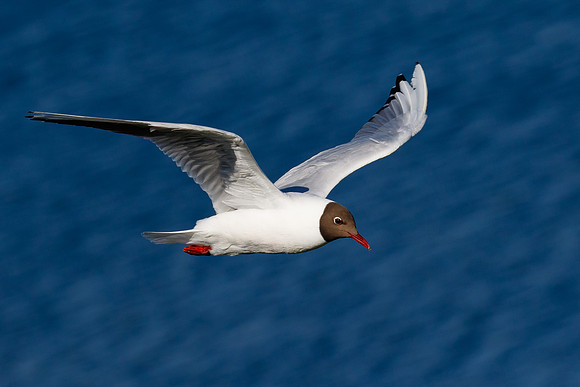 Black-headed Gull