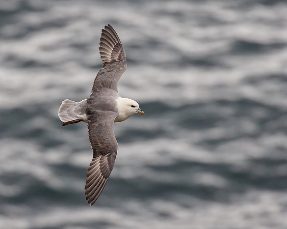 Northern Fulmar