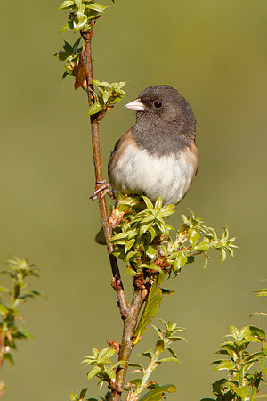 Dark-eyed Junco