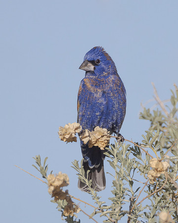 Blue Grosbeak