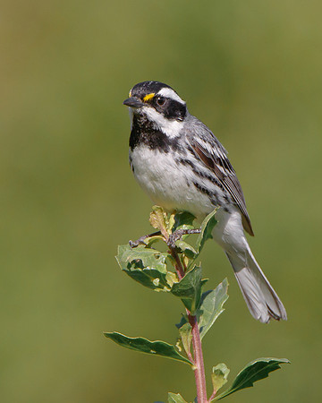 Black-throated Gray Warbler