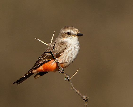 Vermilion Flycatcher, female