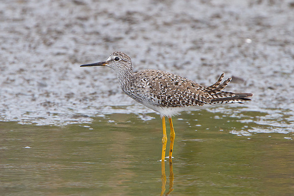 Lesser Yellowlegs