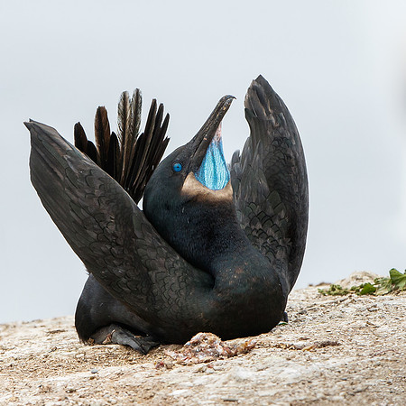 Brandt's Cormorant, courtship display