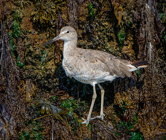 Willet