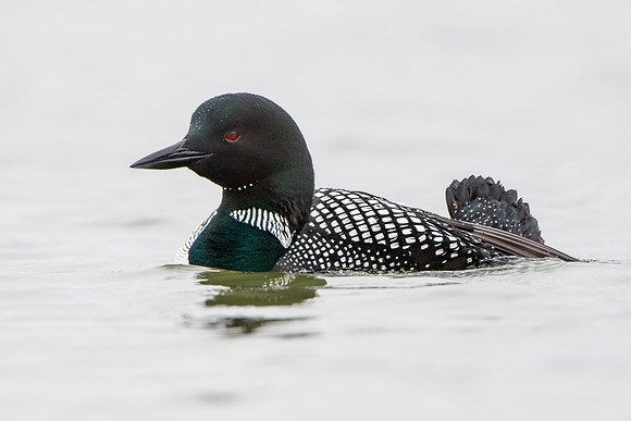 Common Loon, breeding plumage