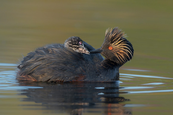 Eared Grebes, parent feeding chick