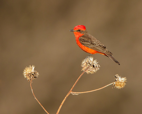 Vermilion Flycatcher, male