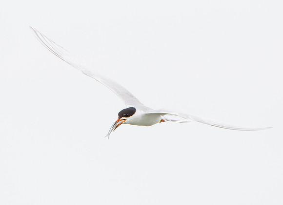 Forster's Tern, with fish