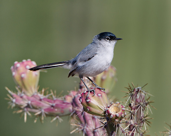 Black-tailed Gnatcatcher