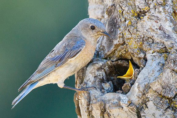 Western Bluebird, with begging nestling