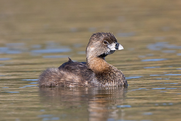 Pied-billed Grebe