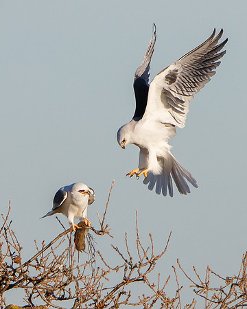 White-tailed Kites, prior to food exchange from male to female