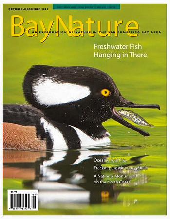 Bay Nature Magazine cover photo, Oct-Dec 2013 edition