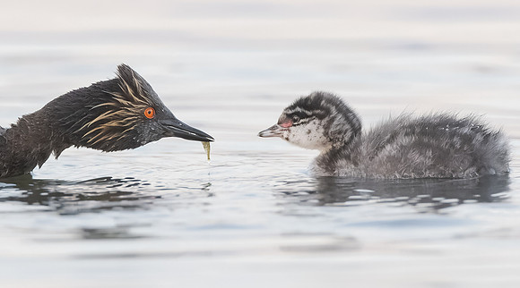 Eared Grebes, parent feeding chick
