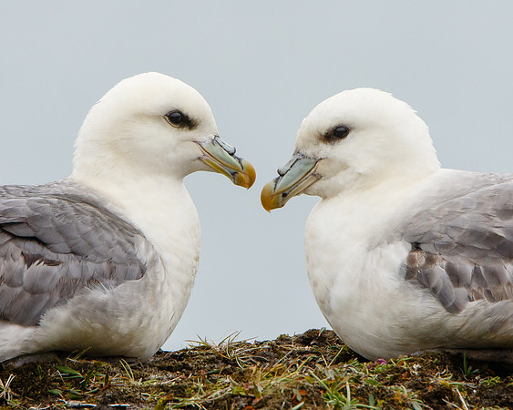 Northern Fulmar, courting pair