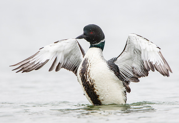 Common Loon