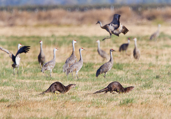 Sandhill Cranes with River Otters