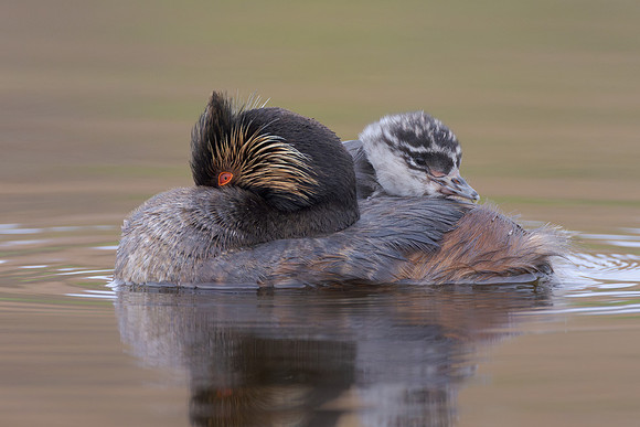 Eared Grebe, with chick