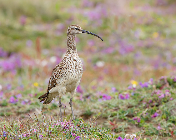 Whimbrel