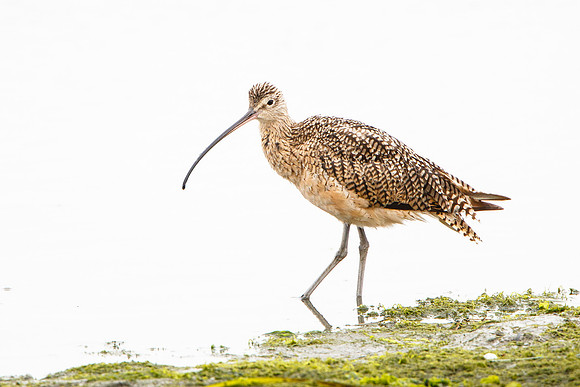 Long-billed Curlew