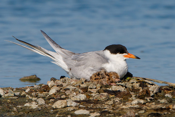 Forster's Tern, with young chick