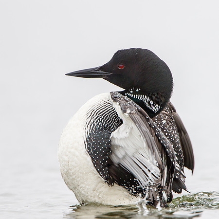Common Loon