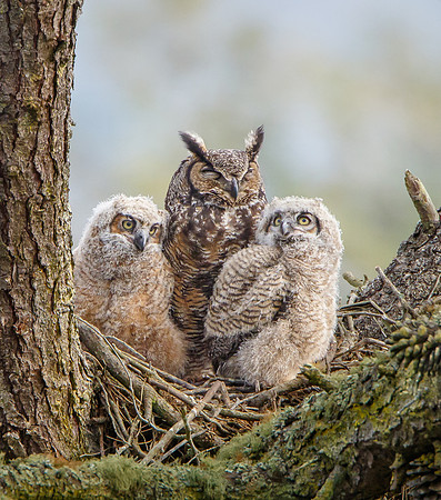 Great Horned Owl family
