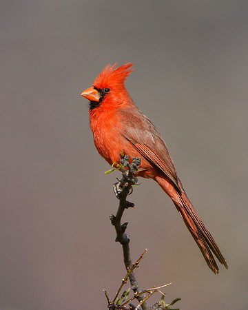 Northern Cardinal